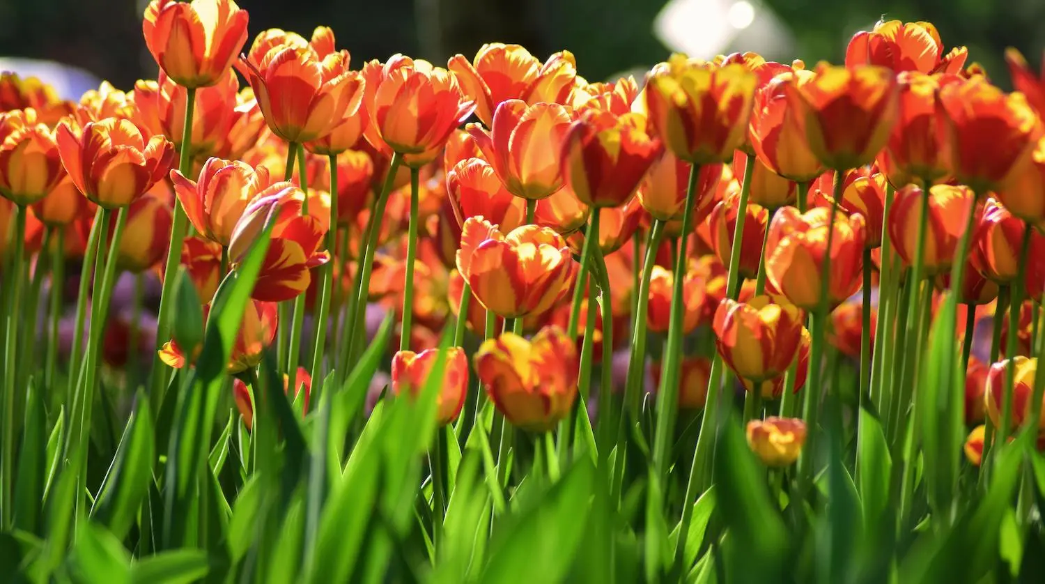 Tulips in Istanbul city